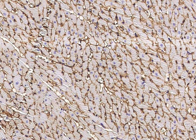Recombinant CD36/SCARB3 Monoclonal Antibody - small - 2