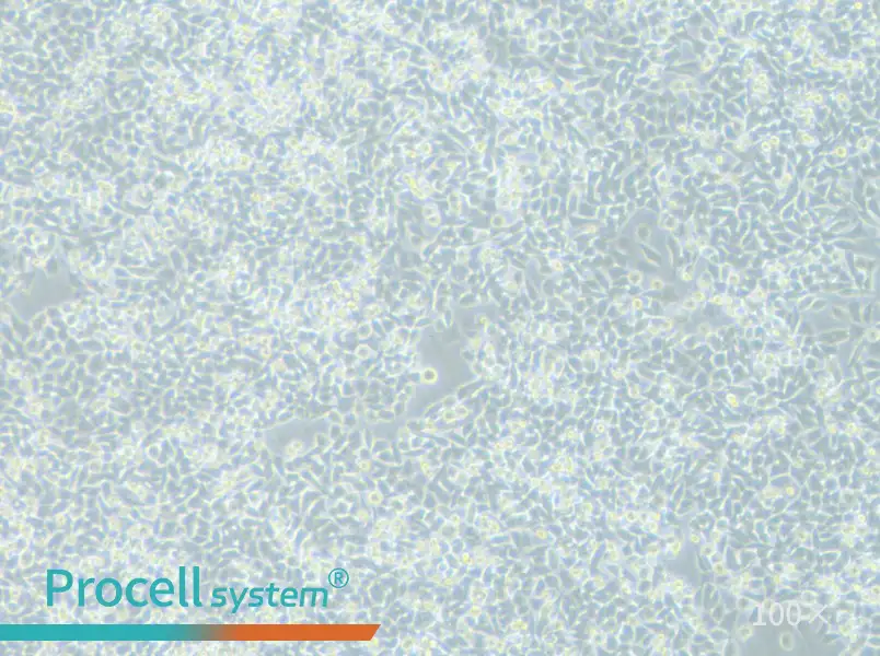 LIM1215 Cell Complete Medium - 1