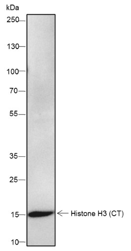 Recombinant Histone H3 (CT) Monoclonal Antibody - small - 5