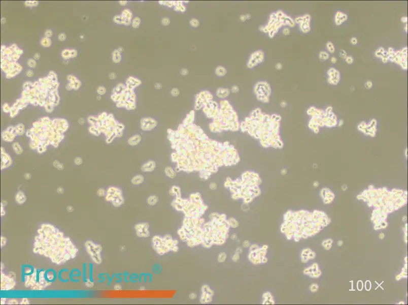 NCI-H146 [H146] Cell Complete MediumNCI-H146 [H146] Cell Complete Medium - 2