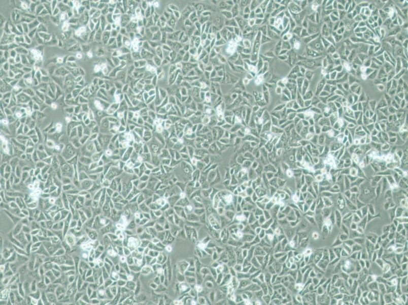 G-401 Cell Complete MediumG-401 Cell Complete Medium - 2