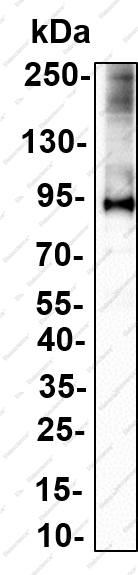 Recombinant CD239 Monoclonal Antibody - 4
