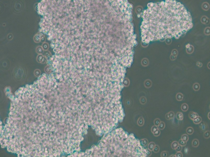 NCI-H1417 Cell Complete Medium - small - 5