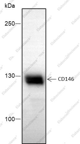 Recombinant CD146 Monoclonal Antibody - 1