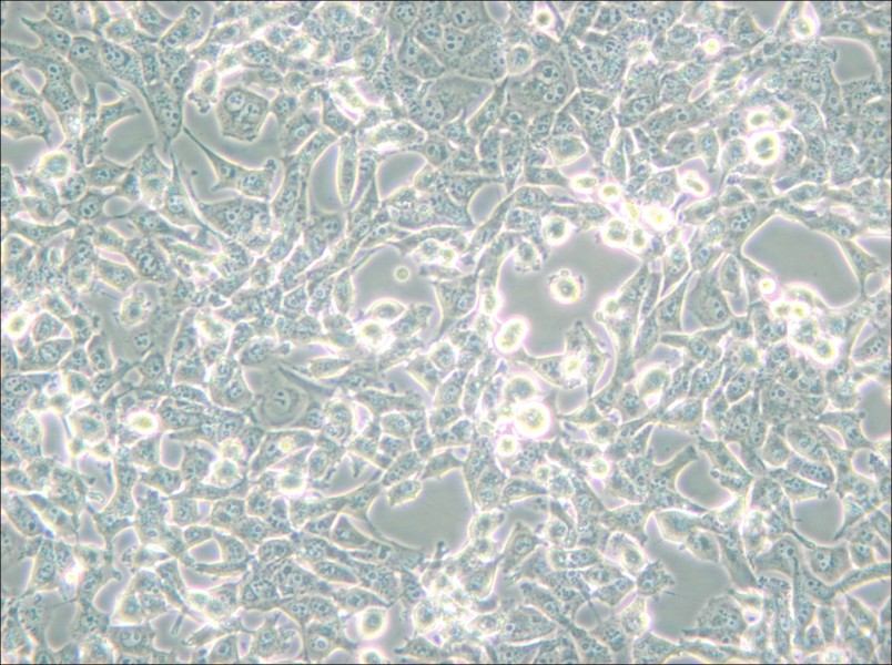 95-D [PLA-801D] Cell Complete Medium - small - 5