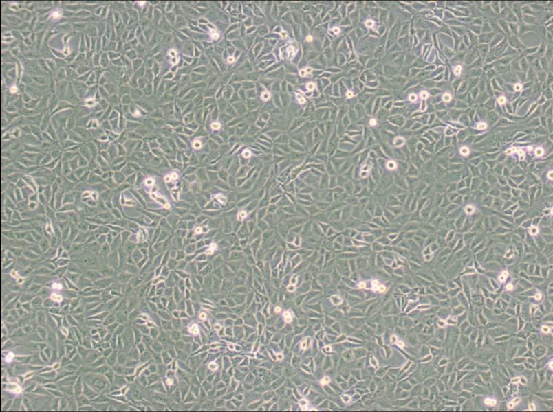 9L/lacZ Cell Complete Medium9L/lacZ Cell Complete Medium - 3