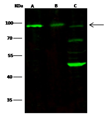 Recombinant NCAM1/CD56 Monoclonal Antibody-searchlist-1