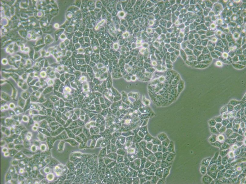 CX-1 Cell Complete Medium - 5