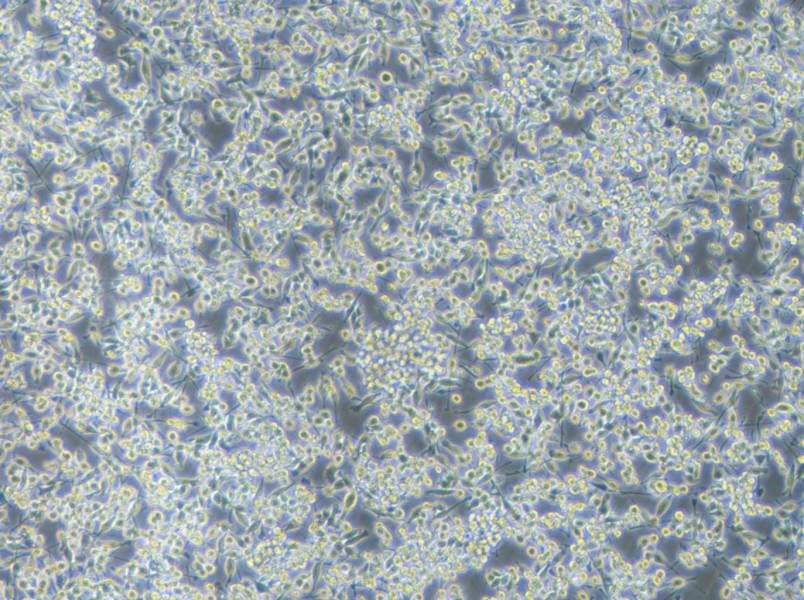 BV2-EGFP Cell Complete Medium-searchlist-1