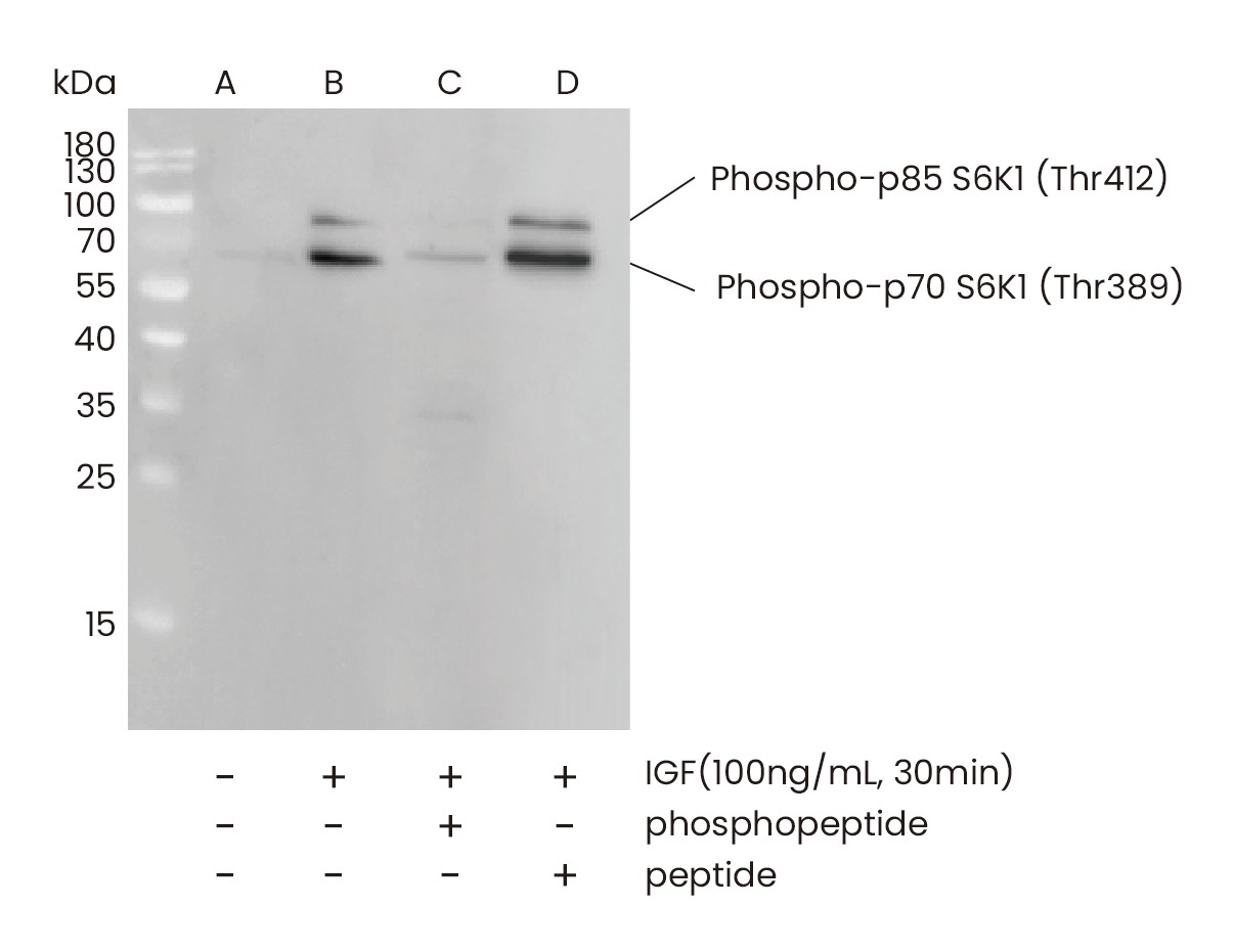 Recombinant Phospho-p70 S6 Kinase 1 (Thr389) Monoclonal Antibody - small - 2