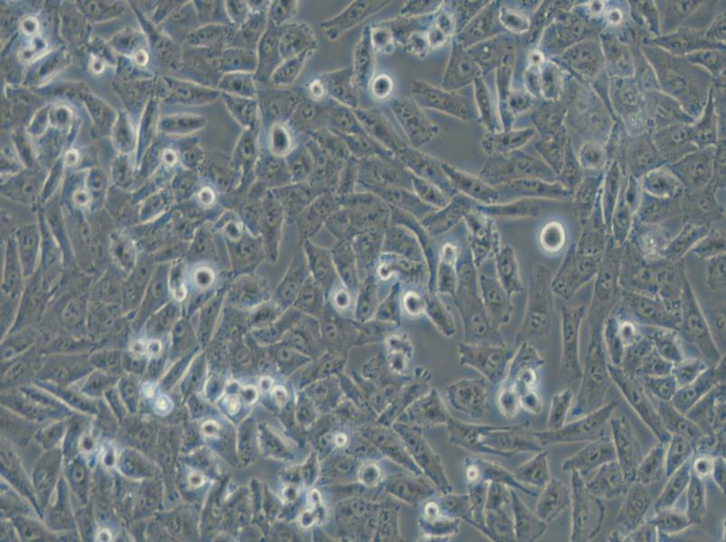 NCI-H1703 Cell Complete Medium - 4