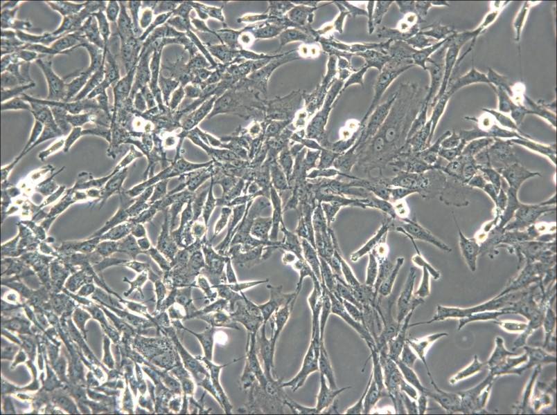 C6 Cell Complete Medium - small - 6