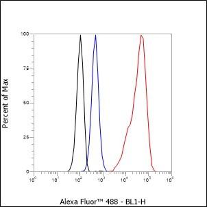 Recombinant Pan-Actin Monoclonal Antibody - small - 9