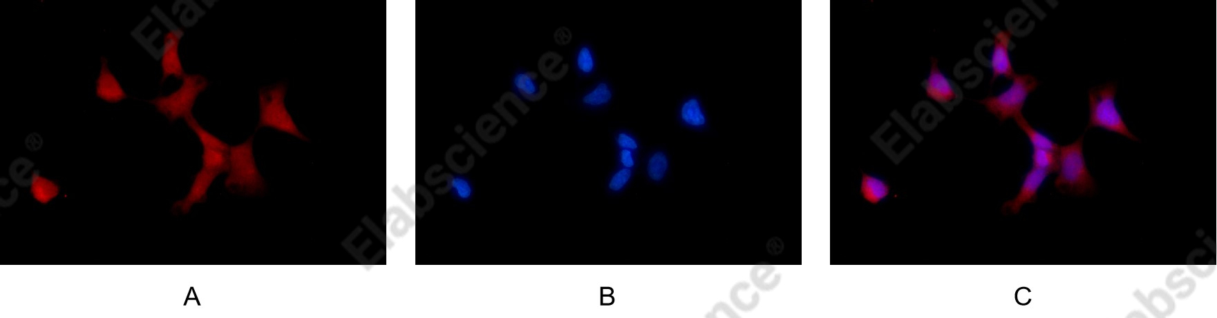 Recombinant Phospho-mTOR (Ser2448) Monoclonal Antibody - 6