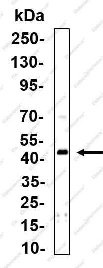 Recombinant PRMT1 Monoclonal Antibody - 1