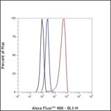 Recombinant Thymidylate Synthase Monoclonal Antibody - small - 4