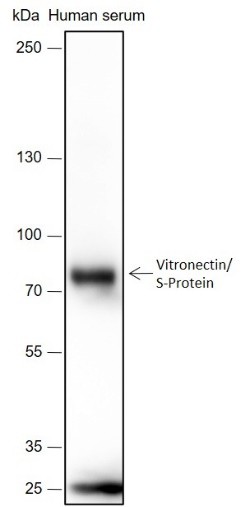 Recombinant Vitronectin/S-Protein Monoclonal Antibody-searchlist-1