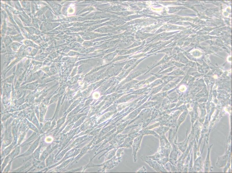 U-118 MG Cell Complete Medium - 4