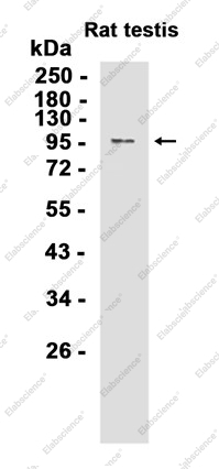 Recombinant TRIF Monoclonal Antibody - 2