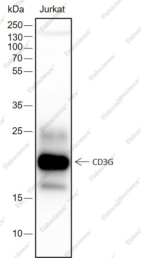 Recombinant CD3G Monoclonal Antibody - 1