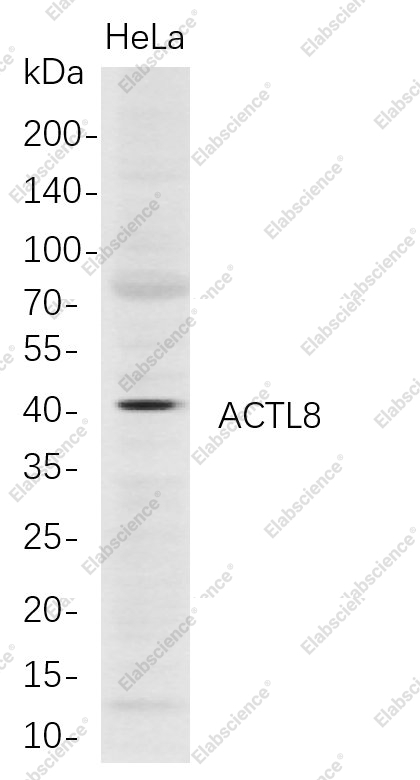 Recombinant ACTL8 Monoclonal Antibody - 1