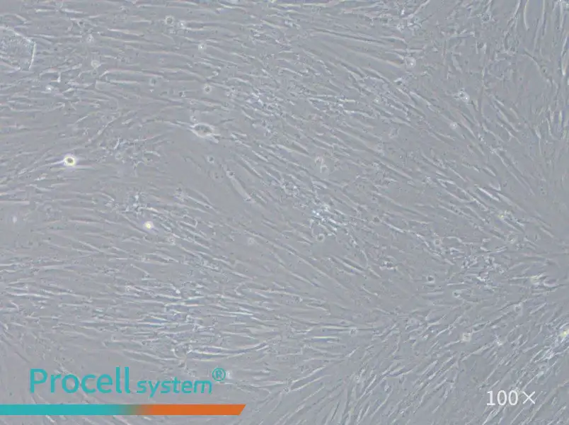 IMR-90 Cell Complete Medium - 2