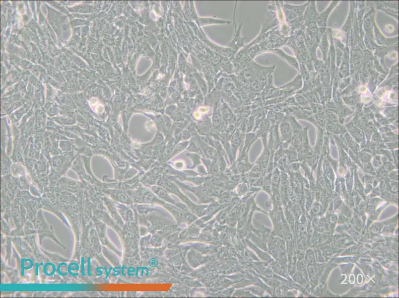 Panc02 Cell Complete Medium - small - 6