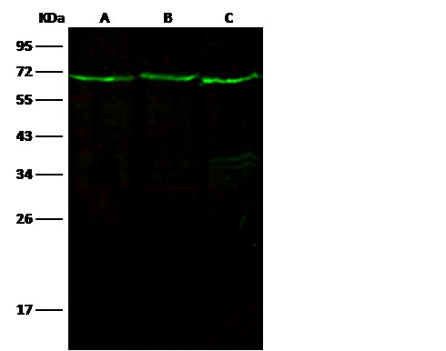 Recombinant Leukotriene A4 Hydrolase/LTA4H Monoclonal Antibody - small - 3