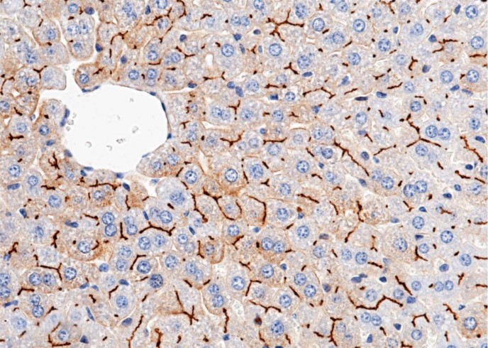 Recombinant CEACAM1/CD66a Monoclonal Antibody-searchlist-1