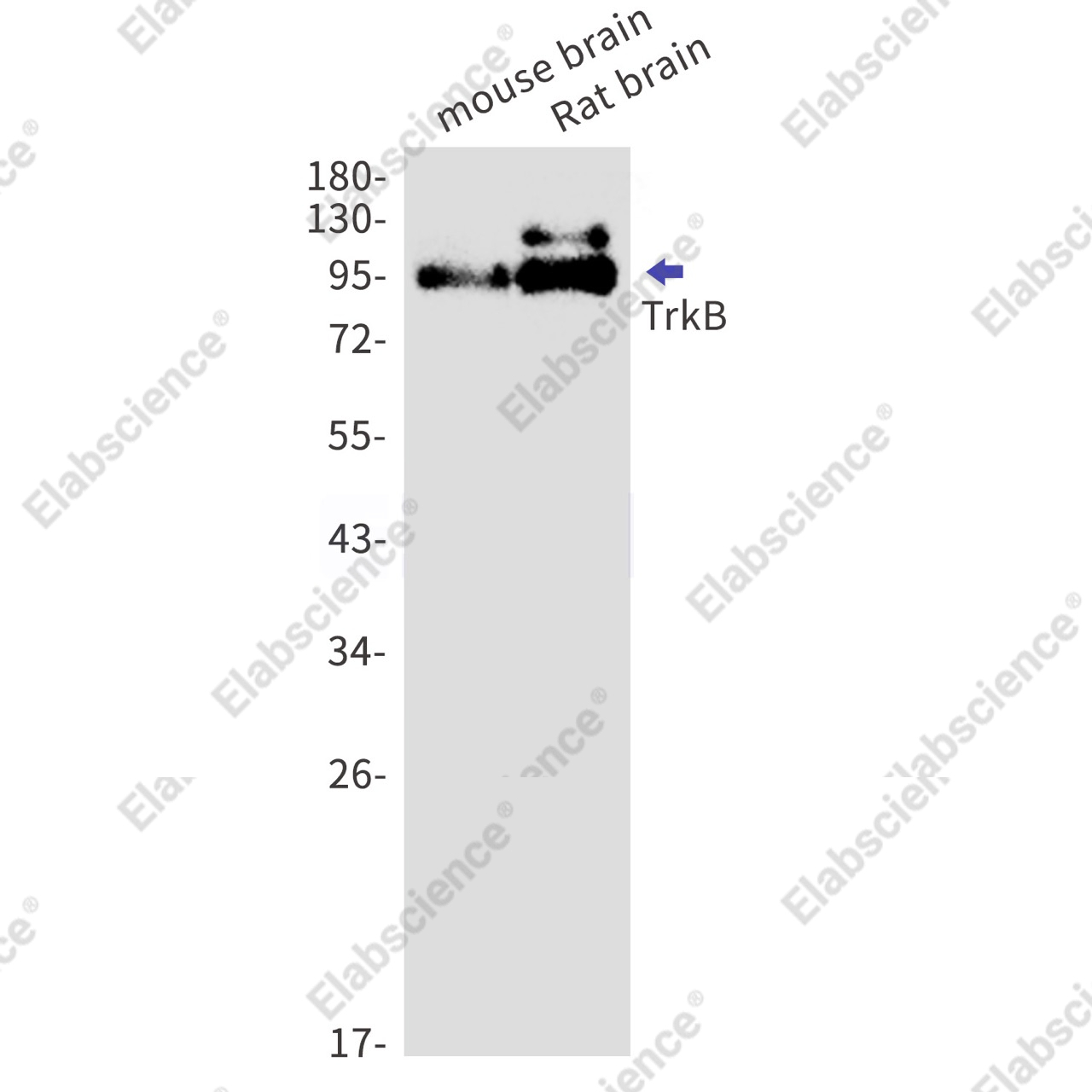Recombinant TrkB Monoclonal Antibody - 1
