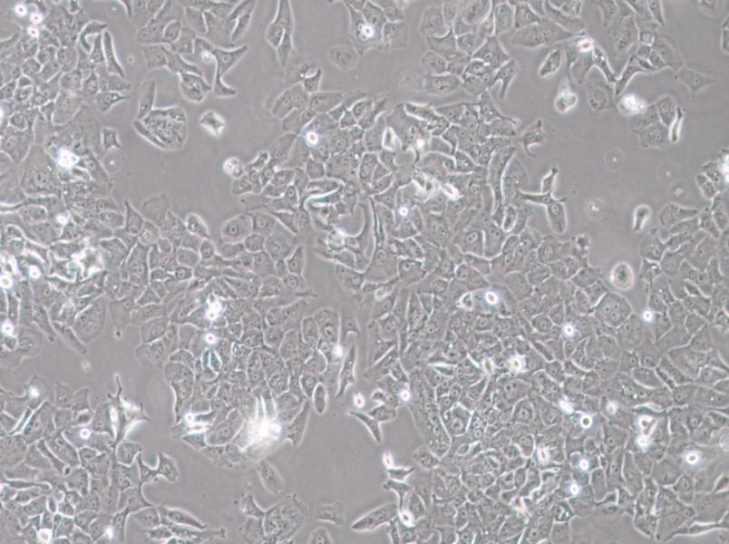 HCC4006 Cell Complete MediumHCC4006 Cell Complete Medium - 2