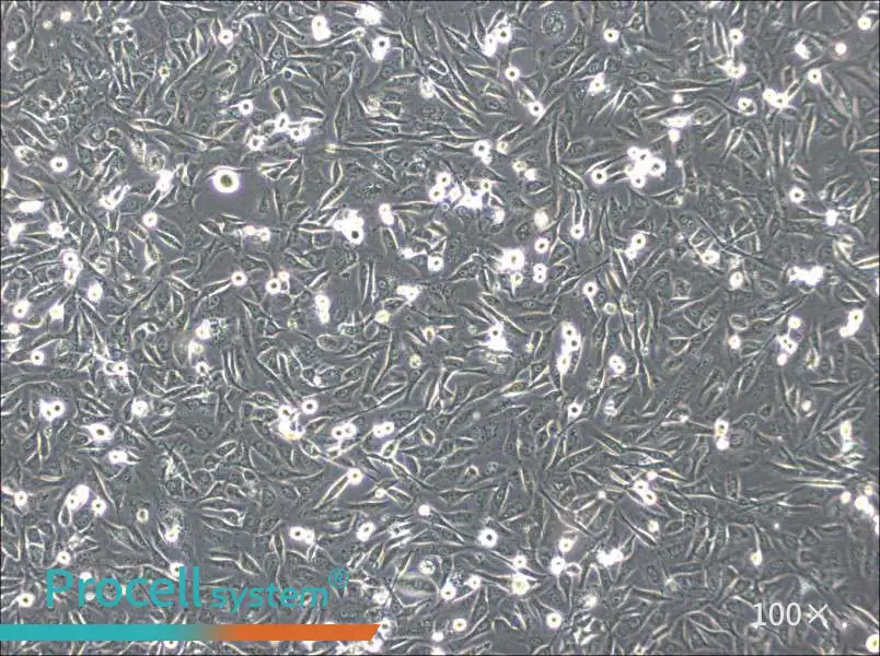 HS-5 Cell Complete MediumHS-5 Cell Complete Medium - 2
