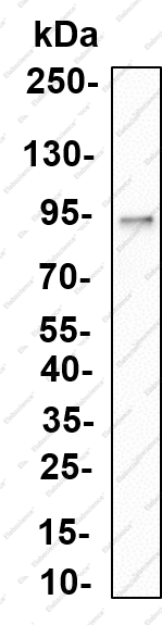 Recombinant CUL4A Monoclonal Antibody - 1