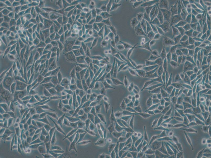 L-WRN Cell Complete Medium - 6
