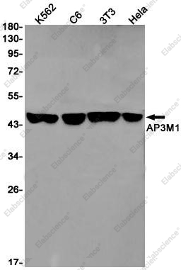 Recombinant AP3M1 Monoclonal Antibody - 1