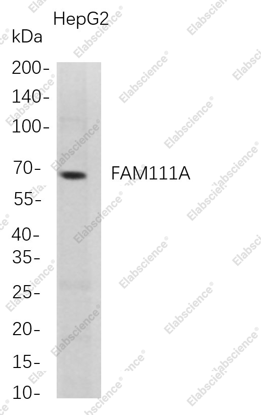Recombinant FAM111A Monoclonal Antibody - 1