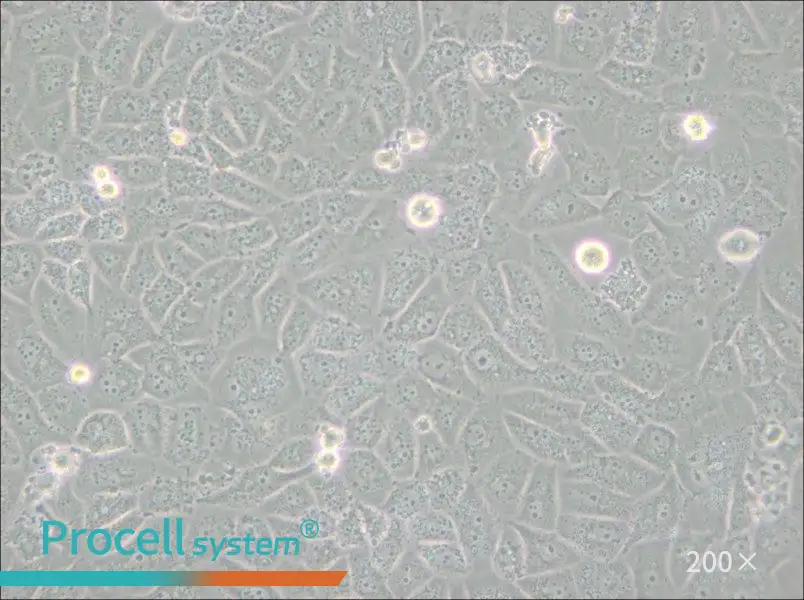 SK-LU-1 Cell Complete Medium - small - 4