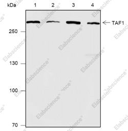 Recombinant TAF1 Monoclonal Antibody - 1
