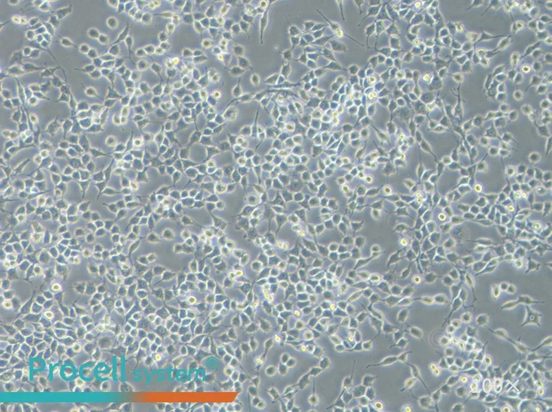 RSC96 Cell Complete MediumRSC96 Cell Complete Medium - 2