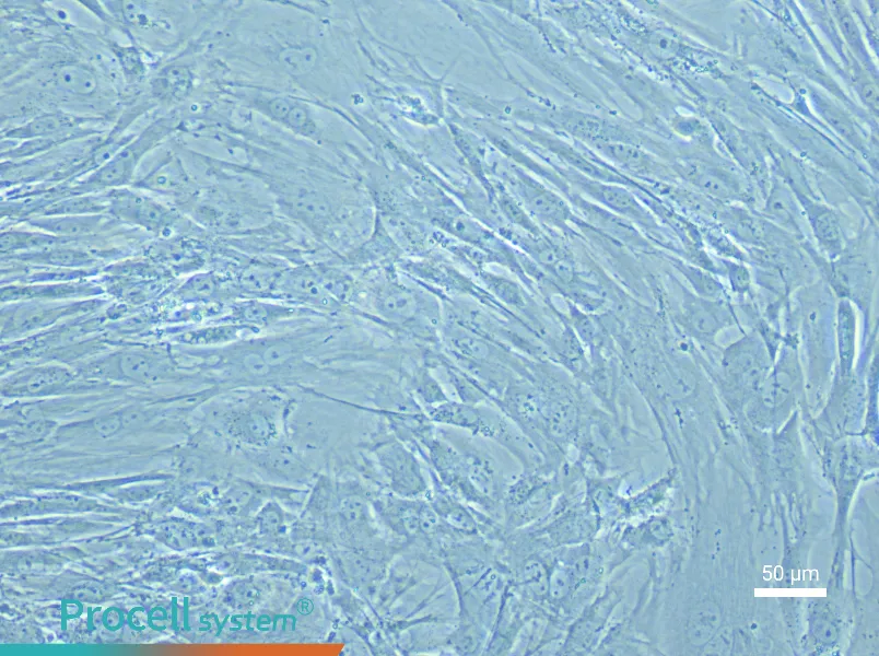 Mouse Small Intestine Interstitial Cells of Cajal Complete Medium - 4