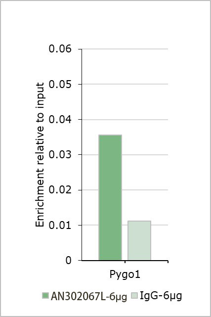 Recombinant RBBP7/RBBP4 Monoclonal Antibody - small - 6