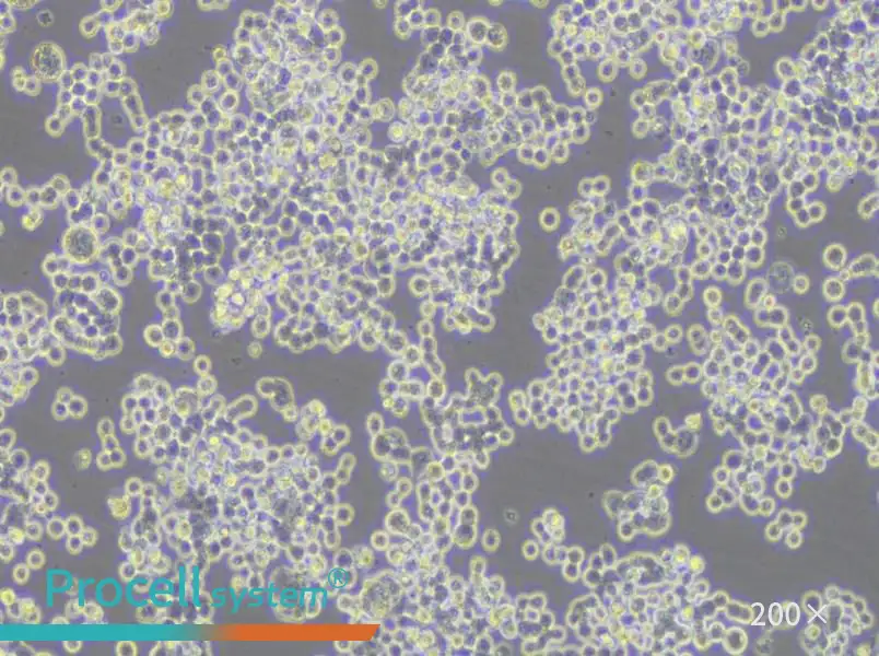 COLO 320DM Cell Complete Medium - 5