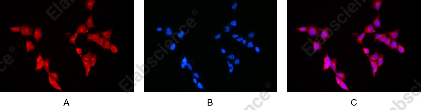 Recombinant Akt (pan) Monoclonal Antibody - 6