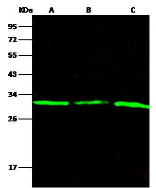 Recombinant Purine nucleoside phosphorylase/PNP Monoclonal Antibody-searchlist-1