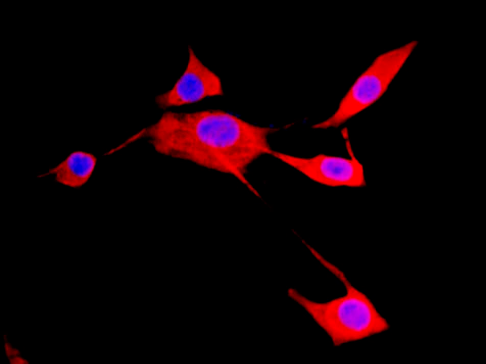 Recombinant GAPDH Monoclonal Antibody - small - 4
