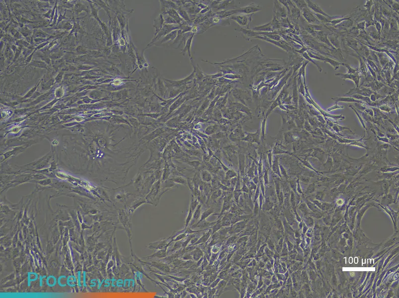 Rat Preadipocyte Complete Medium - 2
