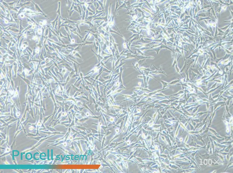 VMM39 Cell Complete Medium - 1