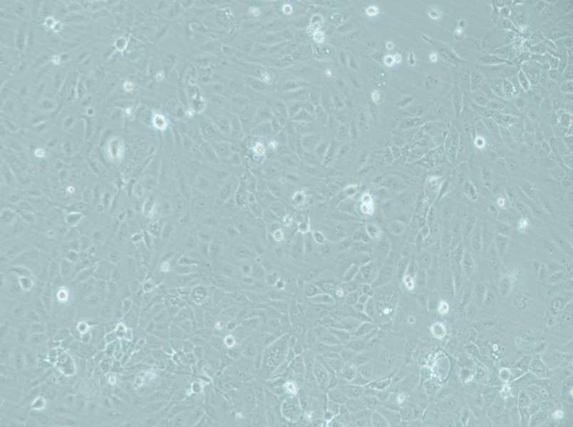 RWPE-1 Cell Complete Medium-searchlist-1