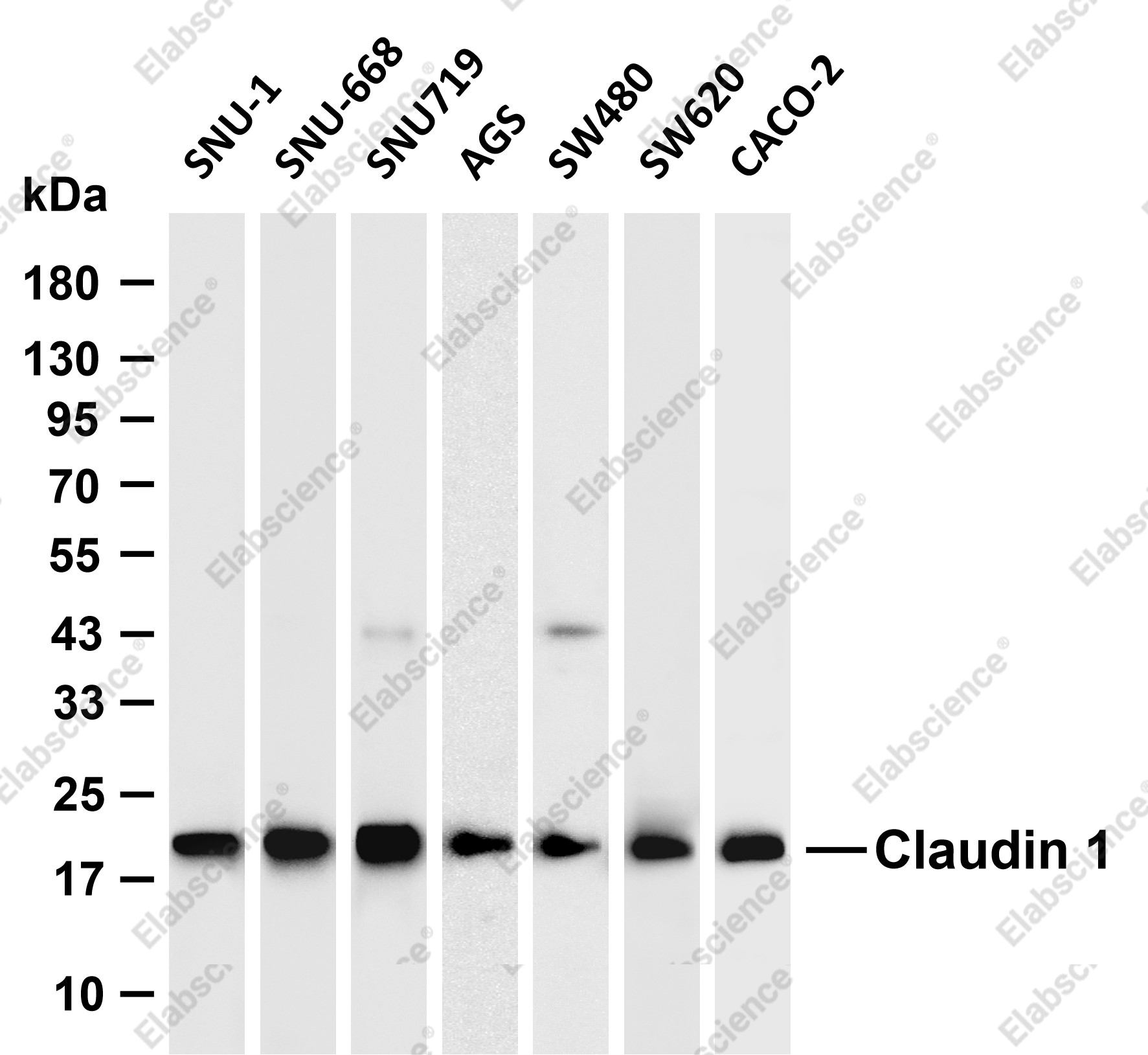 Recombinant Claudin-1 Monoclonal Antibody - 3