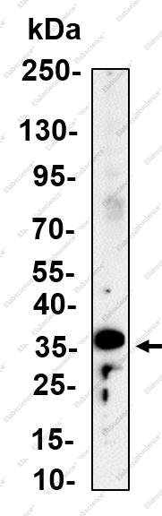 Recombinant STX17 Monoclonal Antibody - 5